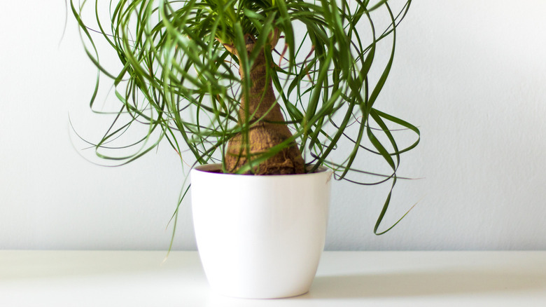 ponytail palm in white vase