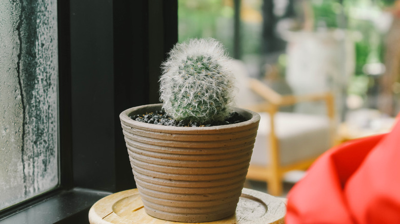 Powder puff cactus