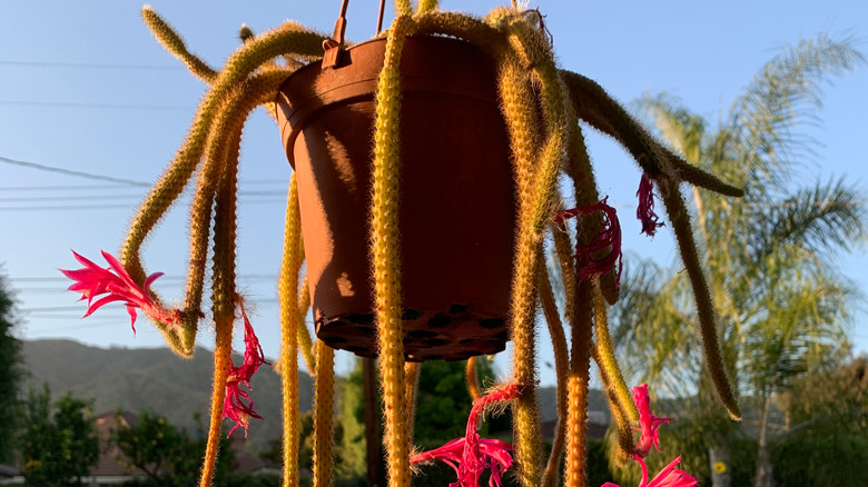 hanging rat's tail cactus