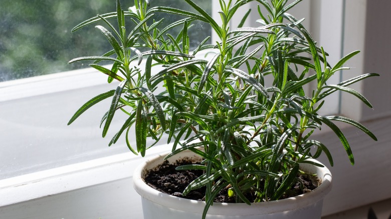 rosemary plant in pot