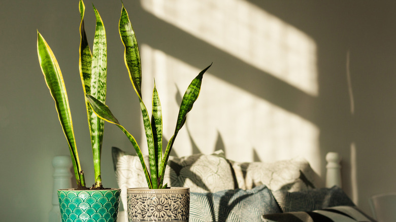 snake plants in ceramic pots