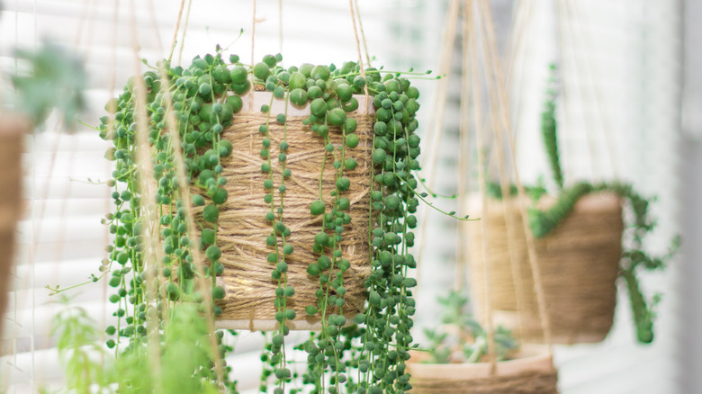 String of pearls hanging