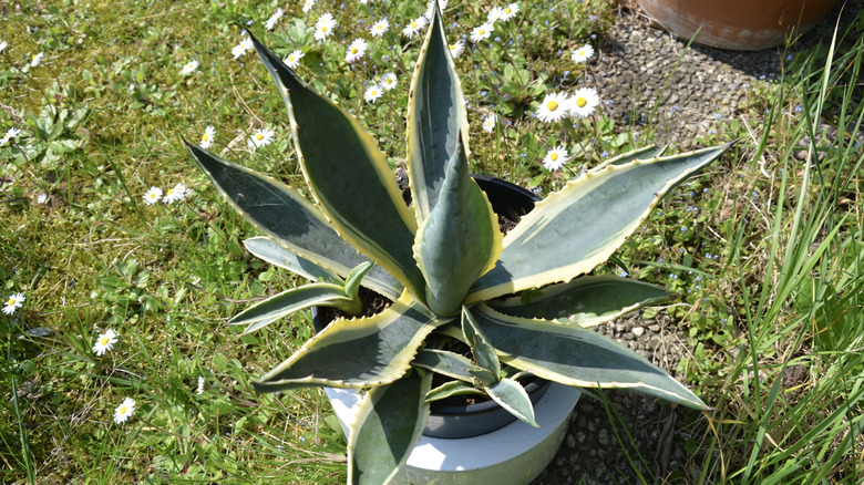 Agave americana potted outdoors