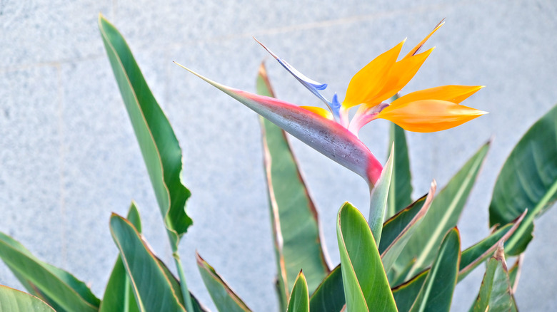 Strelitzia reginae in bloom