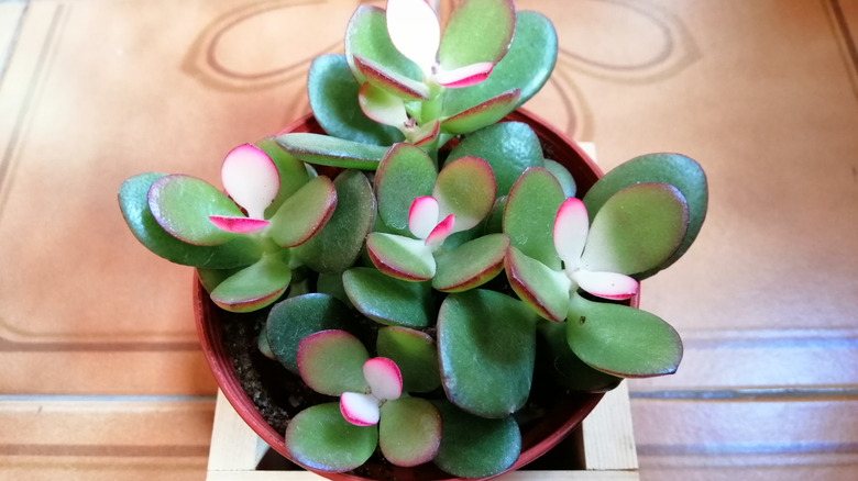 Crassula argentea potted