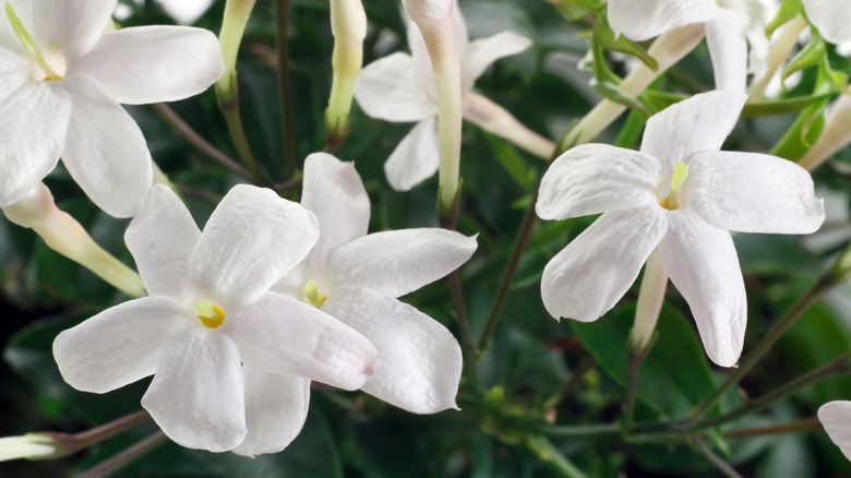 Jasmine flowers 