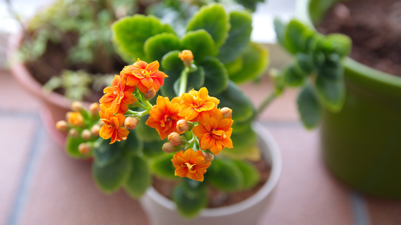 Kalanchoe blossfeldiana potted