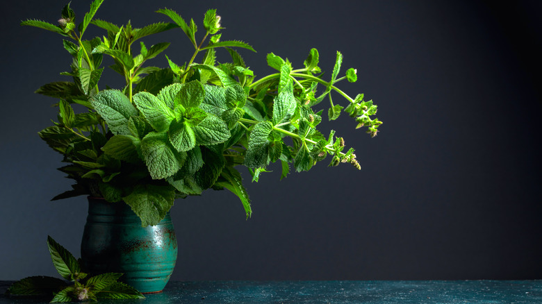 Mint in a pot