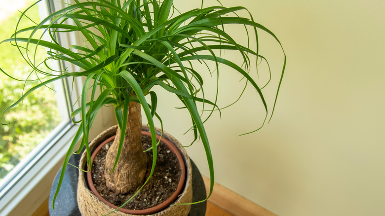 Potted Beaucarnea recurvata