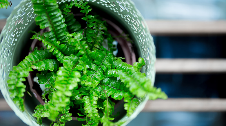 Boston fern