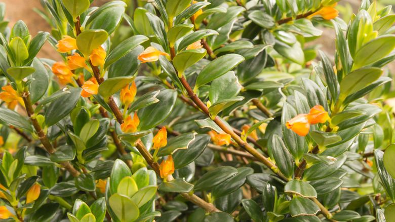 Goldfish plant