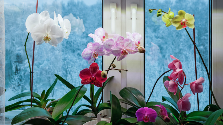 Moth orchids in bloom