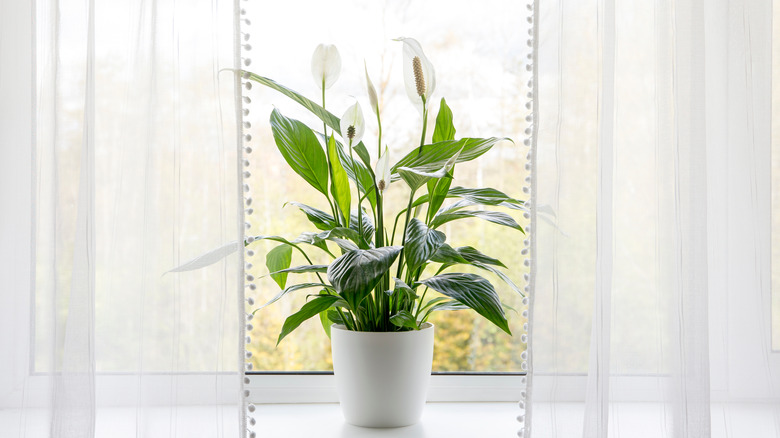 Spath peace lily potted