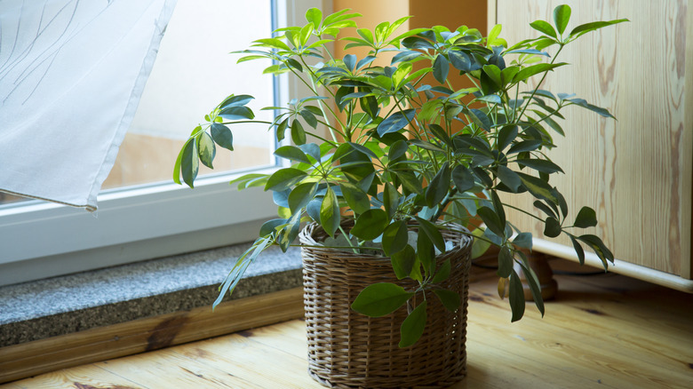 Umbrella tree potted