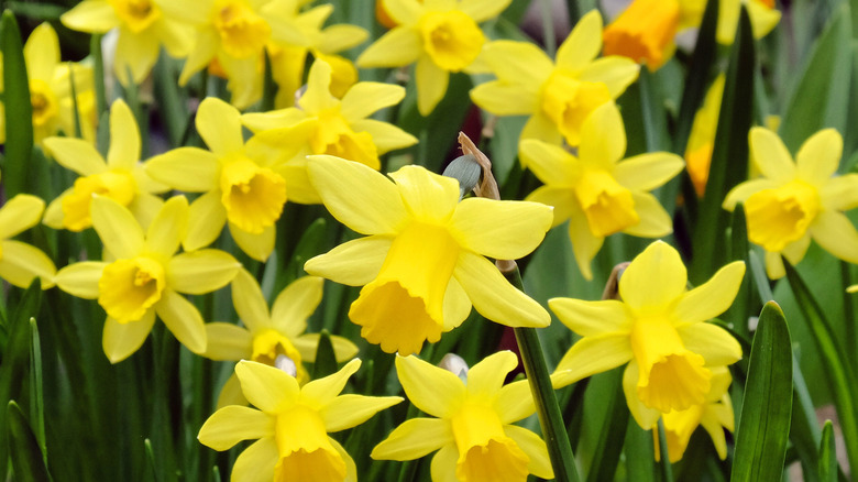 Blooming daffodils