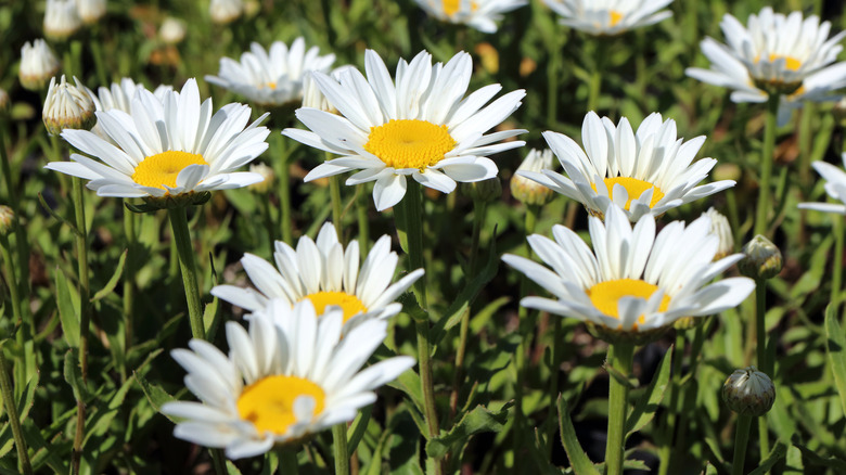 A cluster of blooming daisies