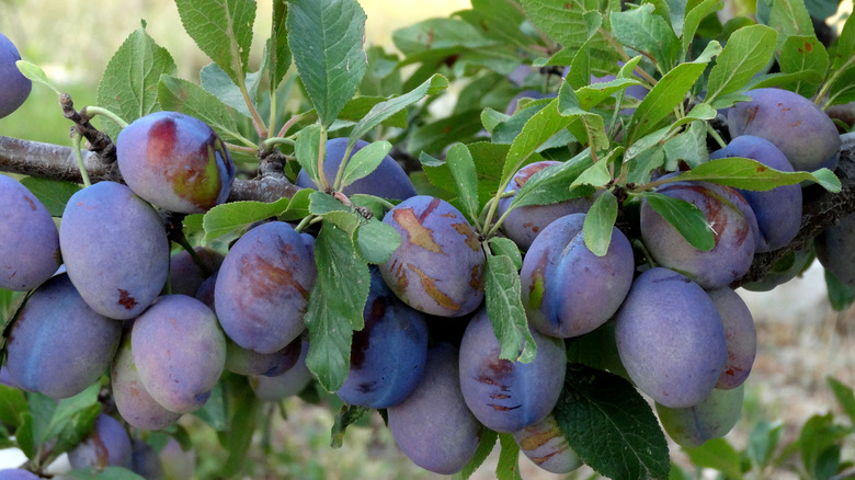 Drupelets of growing damsons