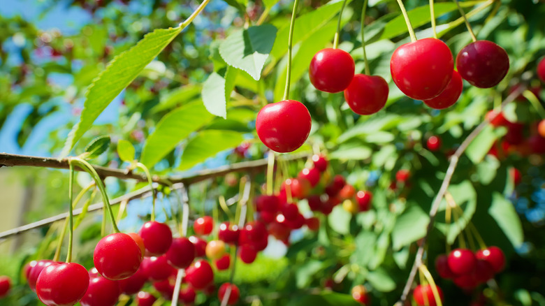 Cherries ripening on a tree