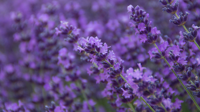 English lavender in bloom