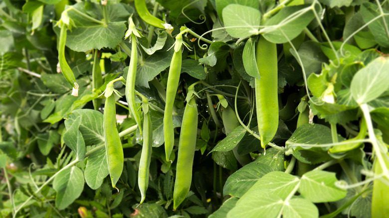 Podded peas in a garden