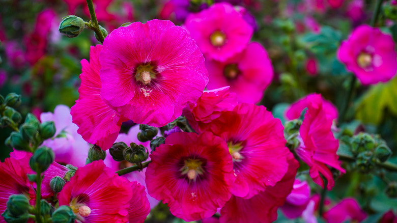 Hollyhocks in a garden