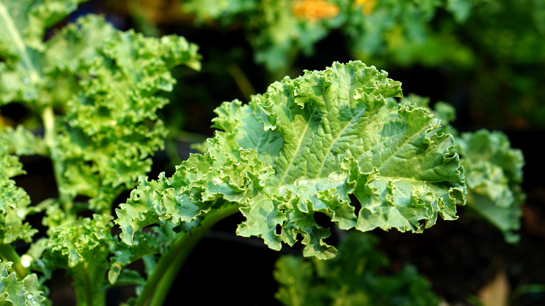 Close up of kale patch