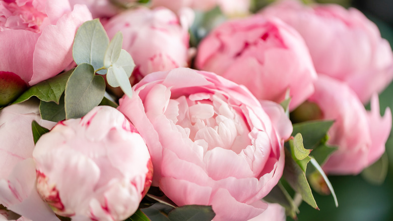 Peonies close up