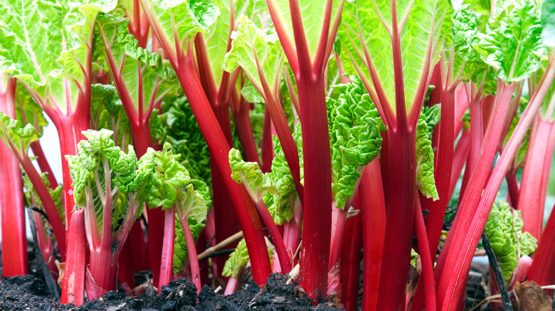 Rhubarb growing in a garden