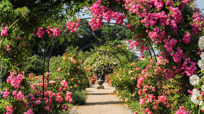 An English rose archway