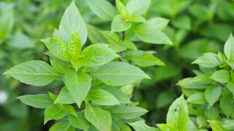 A ripe clump of basil