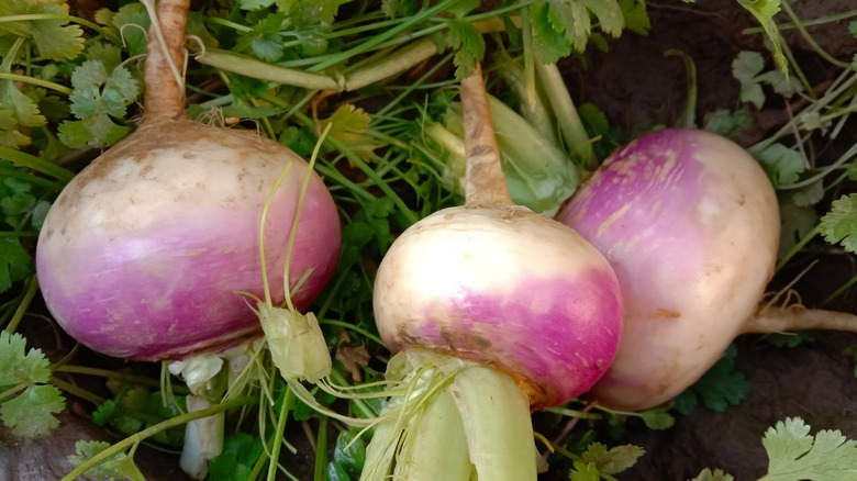 Nearly ripe turnips 