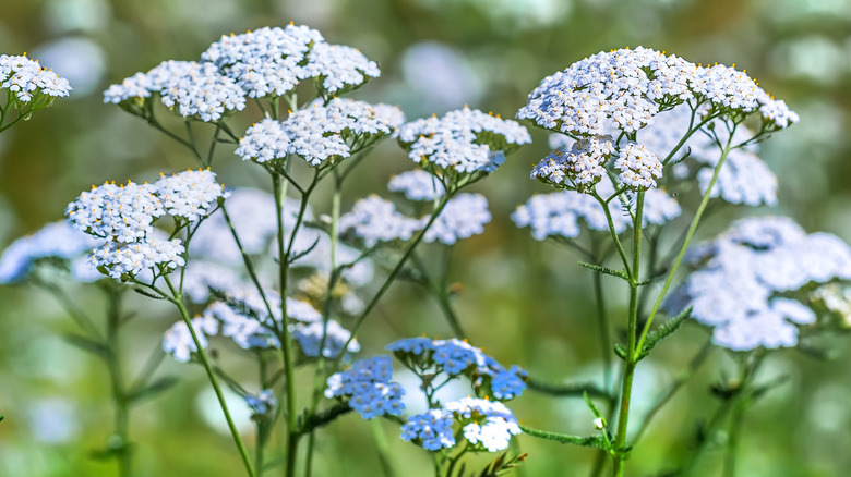 Yarrow growing wild