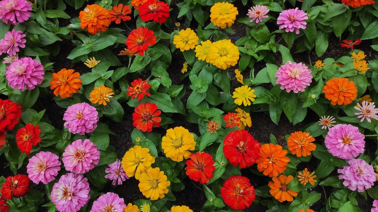 A colorful zinnia garden