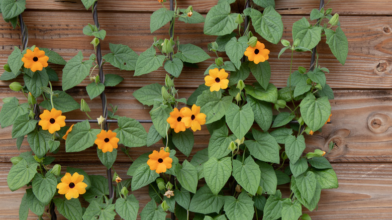 Black-eyed Susan vine