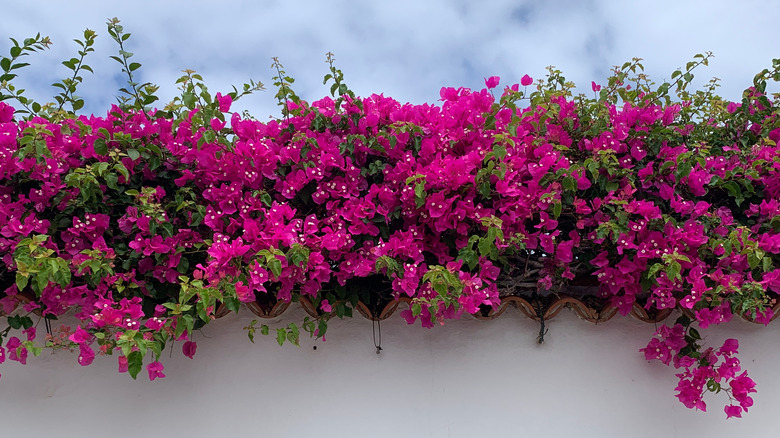 Bougainvillea flowers