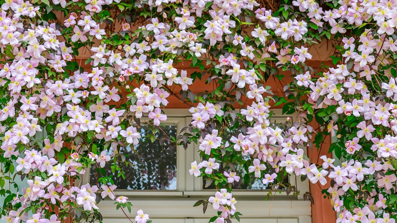 Clematis flowers