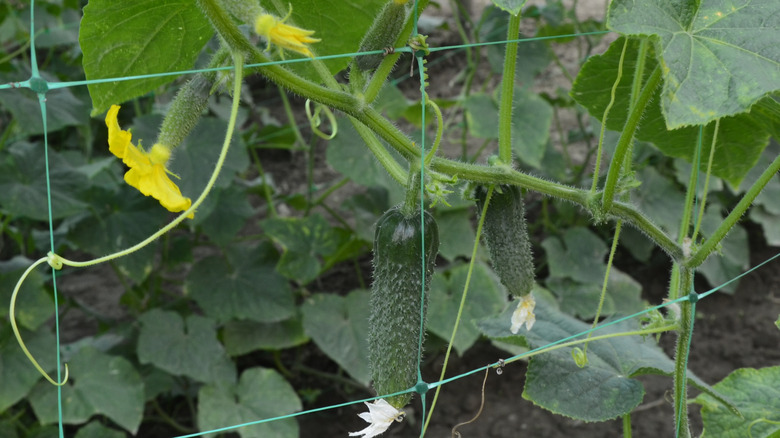 Cucumbers on trellis