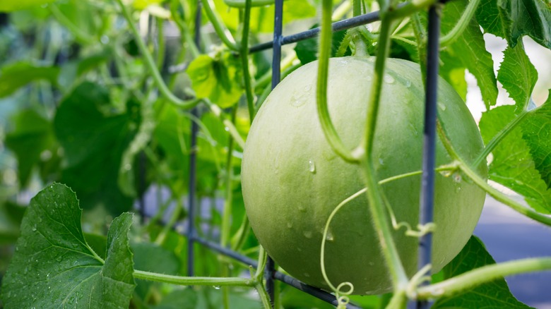 Melon on trellis