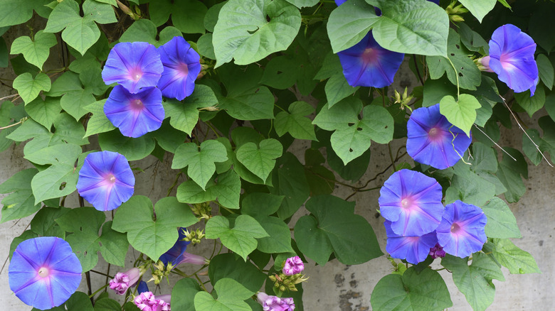 Morning glory flowers