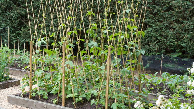 Pole beans on trellis