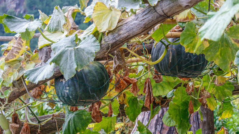 Pumpkins on a trellis