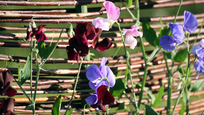 Sweet pea flowers