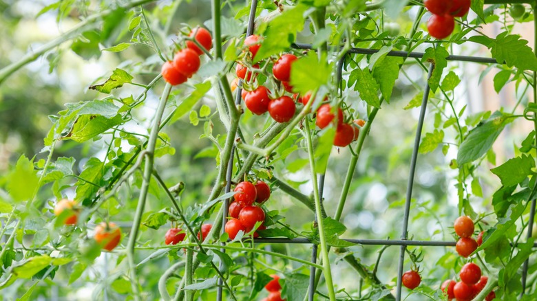 Tomatoes growing on trellis