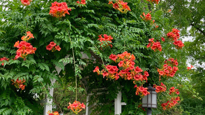 Trumpet creeper vine on arbor