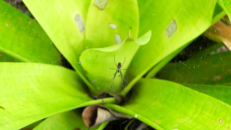 spider on bromeliad