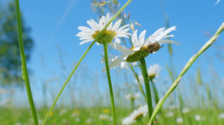 chamomile flowers with spider