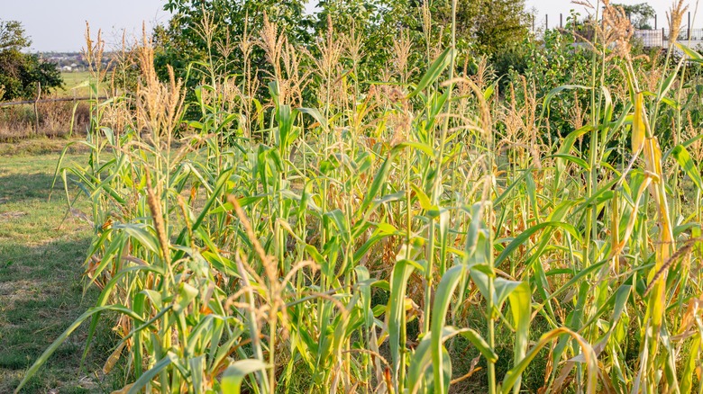 tall growing corn plants