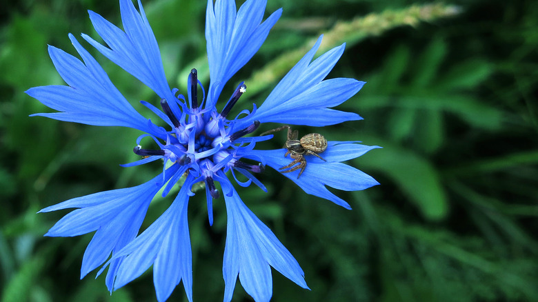 brilliant blue cornflower with spider