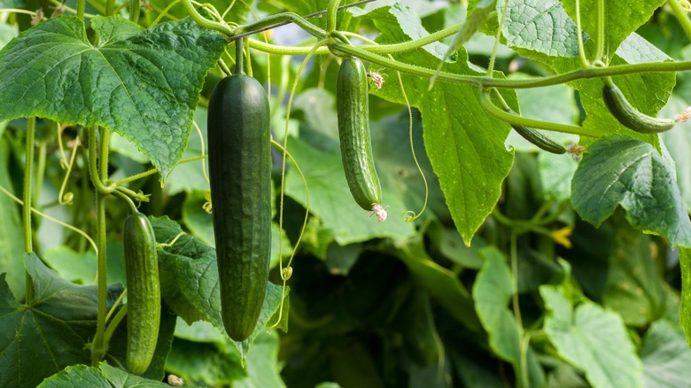 cucumber growing in the garden