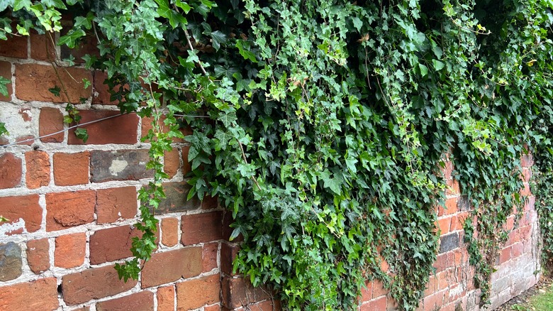 English ivy growing on wall